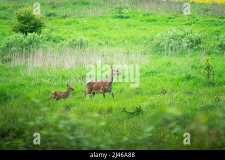 Ein Hintern und ein junger Rothirsch, der durch eine Wiese läuft Stockfoto