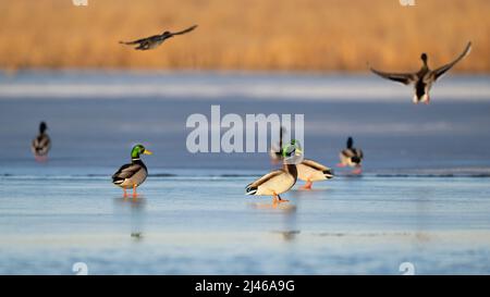 Mallard Enten im späten Frühjahr in South Dakota Stockfoto