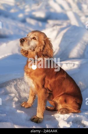 Niedlicher goldener Cocker Spaniel sitzt im schneebedeckten Hintergrund. Ein schöner sonniger Tag im Winter. Stockfoto