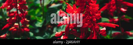 BANNER Real Abstract Natur Foto Hintergrund. ROTE Salvia splendens krautige Staude. Makro schließen Bedding Kanten Blume Pflanze. Blütenstand Blütenblatt Stockfoto