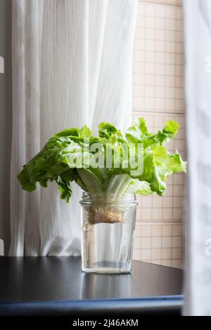 Grüner Salat im Glas mit Wasser aus Fetzen auf dem Küchentisch. Bio-Salat für Salat, gesunde Lebensmittel. Stockfoto