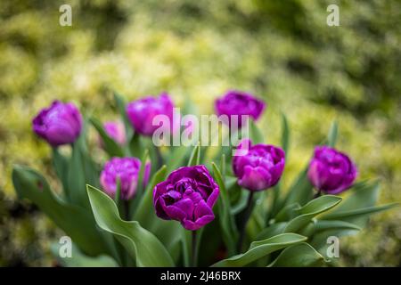 Tulipa Blue Diamond. Eine violette Pfingstrose blühte Tulpe, blüht im späten Frühling zu frühen Sommer. .Die doppelt blühende Tulpe der Gruppe der Division 11 Stockfoto