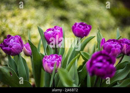 Tulipa Blue Diamond. Eine violette Pfingstrose blühte Tulpe, blüht im späten Frühling zu frühen Sommer. .Die doppelt blühende Tulpe der Gruppe der Division 11 Stockfoto