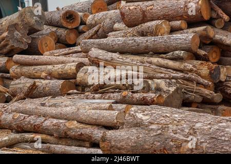 Holzschnittstämme werden im Außenfeld angeordnet, vorbereitet auf den nächsten faktoriellen Prozess. Stockfoto