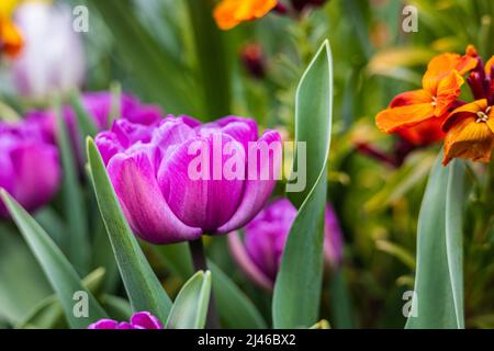 Tulipa Blue Diamond. Eine violette Pfingstrose blühte Tulpe, blüht im späten Frühling zu frühen Sommer. .Die doppelt blühende Tulpe der Gruppe der Division 11 Stockfoto