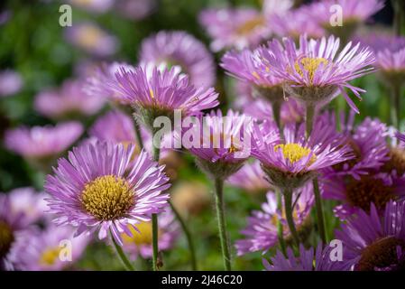 Nahaufnahme von rosa Astern Blumen in einem Garten Stockfoto