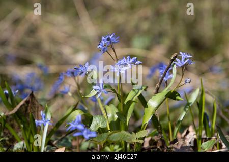 Nahaufnahme der blauen Blüte eines bifoliaten Tintenfaß, auch Scilla bifolia genannt Stockfoto