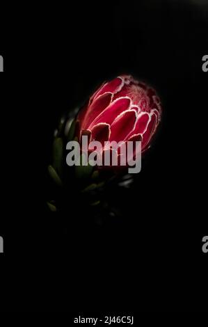 Schöne rosa König protea Blume Knospe in Blüte auf einem schwarzen Hintergrund Stockfoto