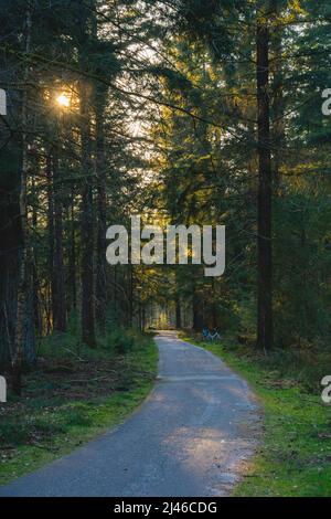 Weg im Wald bei Sonnenuntergang mit Sonne scheint durch die Bäume Stockfoto
