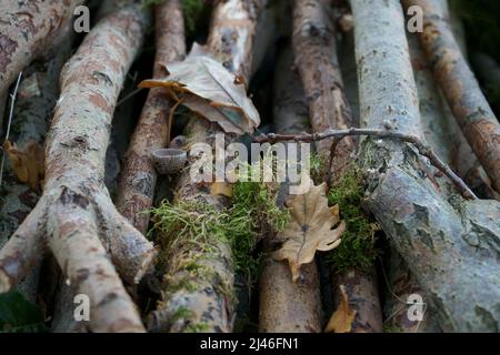 Stillleben im Herbst mit einer Nahaufnahme von gestapeltem Brennholz. Im Herbst werden trockene Eichenblätter und Moosfragmente auf einem Haufen Zweige in wilder Natur gelagert. Stockfoto