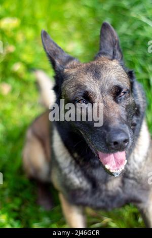 Happy Malinois Belgischer Schäferhund wartet auf Leckereien nach dem Hundetraining im Freien auf einem grünen Feld. Heimischer glücklicher Hund draußen für einen Spaziergang und Bewegung. Speichel des Hundes. Stockfoto