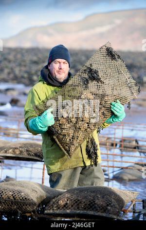 Ein Austernzüchter transportiert seine Bestände zu den Gezeitenrelais, wo sie in Porlock Bay, Somerset, Großbritannien, reifen werden. Stockfoto