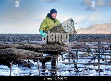 Ein Austernzüchter transportiert seine Bestände zu den Gezeitenrelais, wo sie in Porlock Bay, Somerset, Großbritannien, reifen werden. Stockfoto