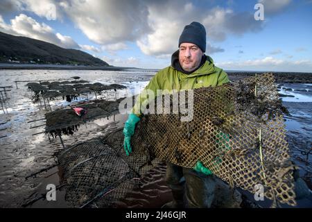 Ein Austernzüchter transportiert seine Bestände, um sie in den Gezeitenrelais auf Böcken zu binden, wo sie in Porlock Bay, Somerset, Großbritannien, reifen werden. Stockfoto