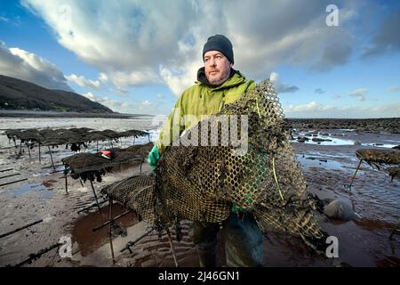Ein Austernzüchter transportiert seine Bestände, um sie in den Gezeitenrelais auf Böcken zu binden, wo sie in Porlock Bay, Somerset, Großbritannien, reifen werden. Stockfoto
