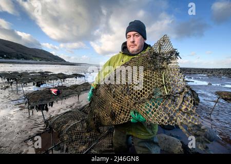 Ein Austernzüchter transportiert seine Bestände, um sie in den Gezeitenrelais auf Böcken zu binden, wo sie in Porlock Bay, Somerset, Großbritannien, reifen werden. Stockfoto