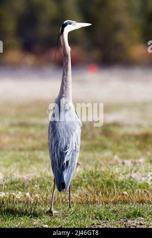 Great Blue Heron Stockfoto