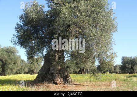 Gebogener alter Olivenbaum, mit großem Stamm, in Apulien, Italien Stockfoto