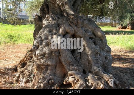 Sehr großer, knottiger Stamm eines Olivenbaums in Apulien, Italien Stockfoto