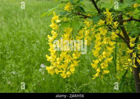 Blühender Bohnenbaum auf dem Hintergrund von grünem Gras im Frühling. Reichliche Blüte von Laburnum, auch Bohnenbaum, Goldener Regen oder Gelber Rauch genannt. Schließen Stockfoto