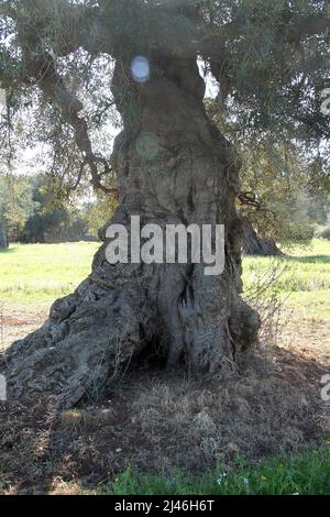 Knarrischer Stamm eines Olivenbaums in Apulien, Italien Stockfoto