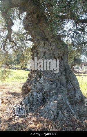 Knarrischer Stamm eines Olivenbaums in Apulien, Italien Stockfoto