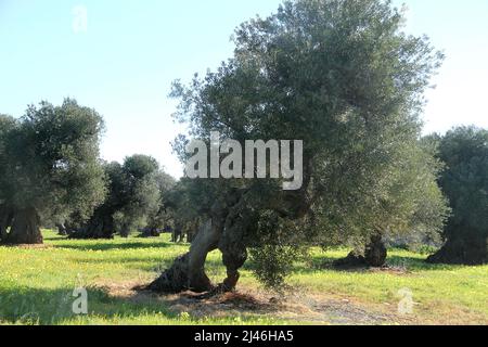 Gebogener Olivenbaum, mit etwas, das wie zwei Stämme aussieht, in Apulien, Italien Stockfoto