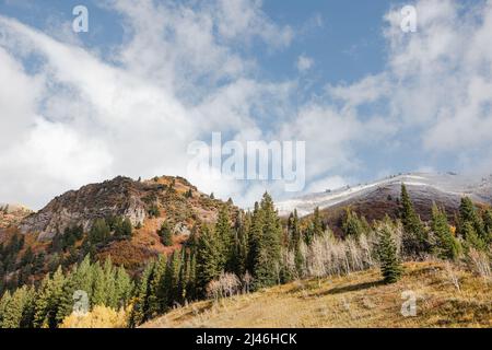 Fallbäume am Cottonwood Canyon in Utah Stockfoto