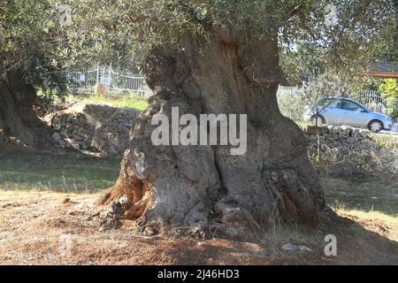 Großer Baumstamm eines alten Olivenbaums in Apulien, Italien Stockfoto