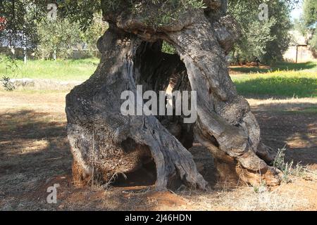 Hohler Stamm eines alten Olivenbaums in Apulien, Italien Stockfoto