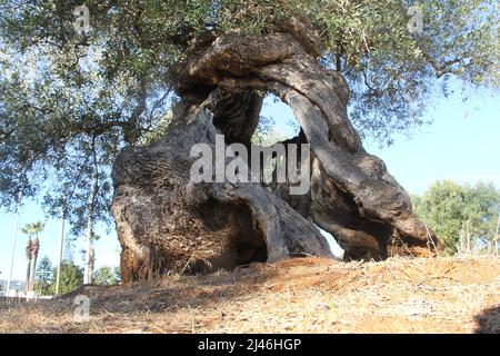 Hohler Stamm eines alten Olivenbaums in Apulien, Italien Stockfoto