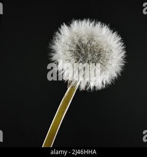 Nahaufnahme Dandelion auf schwarzem Hintergrund im Studio Stockfoto
