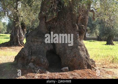 Großer Baumstamm eines alten Olivenbaums in Apulien, Italien Stockfoto