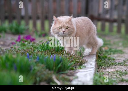 Hellrote, flauschige Katze geht in einem Blumenbett. Stockfoto