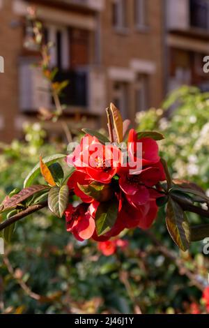 Zweig mit roten Quitten-Blüten auf verschwommenem Hintergrund Stockfoto