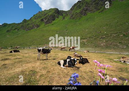 Kühe am See Ritom, Südschweiz Stockfoto