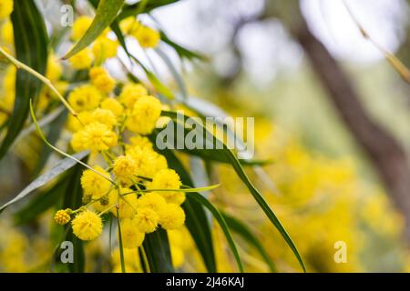 Hintergrund Frühling Mimosa blüht in voller Blüte in nautrial Einstellung des Gartens. Stockfoto