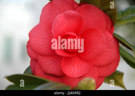 Nahaufnahme einer blühenden roten Kamelienblume Stockfoto