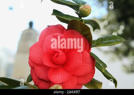 Nahaufnahme einer blühenden roten Kamelienblume Stockfoto