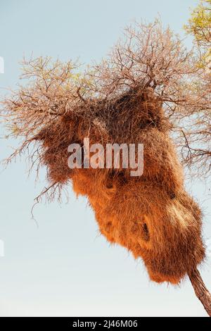 Soziale Webervögel nisten auf einem Baumzweig in Namibia Stockfoto