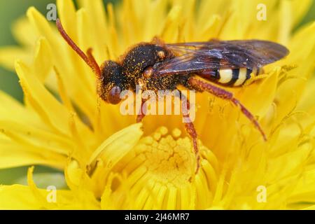 Nahaufnahme einer farbenprächtigen roten Lathburys Nomadenbiene, Nomada lathburiana, die in einer gelben Dandelionenblume im Garten sitzt Stockfoto