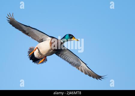 Mallard Enten im späten Frühjahr in South Dakota Stockfoto