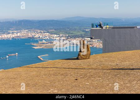 Der junge Barbery Ape sitzt an der Bergstation der Seilbahn von Gibraltar und blickt auf die Bucht. Stockfoto
