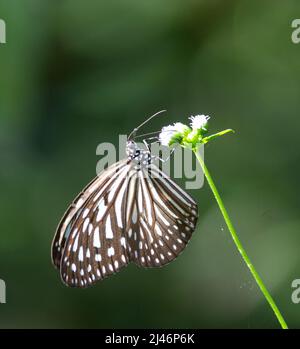 Schwarz und weiß dunkelblau Tiger Schmetterling ruht auf einem Weiße Blume mit einem natürlichen grünen Hintergrund in Malaysia Stockfoto