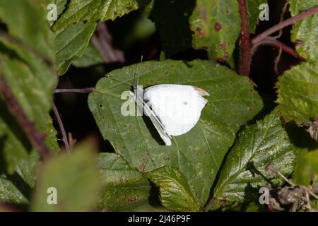 Weißer Kohlschmetterling (Pieris rapae), der auf einem Brambleaf mit roten Stielen ruht Stockfoto