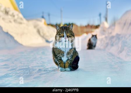 Hauskatze sitzt während des gefrorenen Wintertages auf einer ländlichen verschneiten Straße im Dorf. Stockfoto