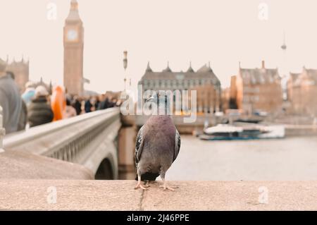 Taube beim Spaziergang über die London Bridge in Großbritannien Stockfoto