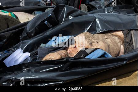 BUCHA, UKRAINE - 12. April 2022: Völkermord in Bucha. Forensische Polizisten exhumieren Leichen in Bucha, am Stadtrand von Kiew, Ukraine. Bucha City in der Ukraine wurde unter intensiven Kämpfen und Beschuss-Angriffen aus Russland verwüstet. Der Völkermord-Angriff der russischen Streitkräfte tötete Hunderte von Zivilisten in der Stadt. Die russischen Angriffe führen auch dazu, dass einige Einheimische obdachlos sind und auf der Straße leben. Stockfoto