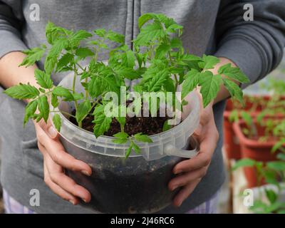 Eine Frau, die einen Eimer mit einem Tomatensämling in sich hält. Nahaufnahme. Stockfoto