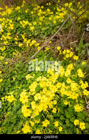 Reichblühend Oxalis pes-caprae, Afrikanischer Holzsorrel, Bermuda-Butterblume, Bermuda-Sauerampfer, Butterblume oxalis, Ziegenfuß Stockfoto